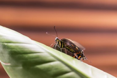Yeşil bir bitkinin üzerinde oturan büyük renkli kelebek.