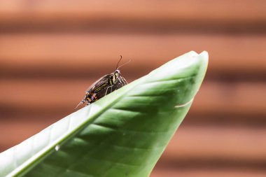Yeşil bir bitkinin üzerinde oturan büyük renkli kelebek.