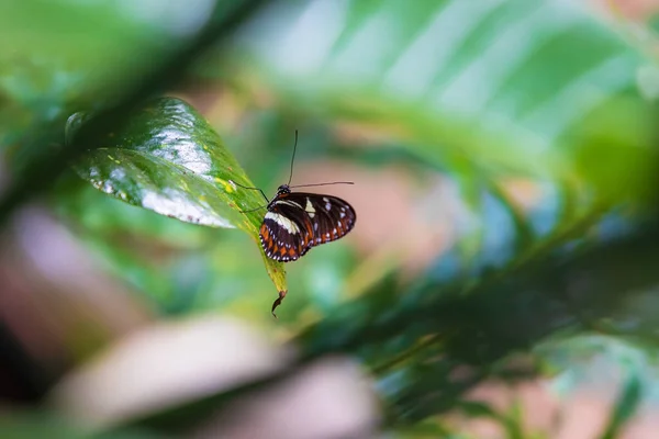 Gran Mariposa Colorida Sentada Una Planta Verde — Foto de Stock
