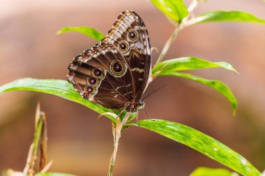 Yeşil bir bitkinin üzerinde oturan büyük renkli kelebek.