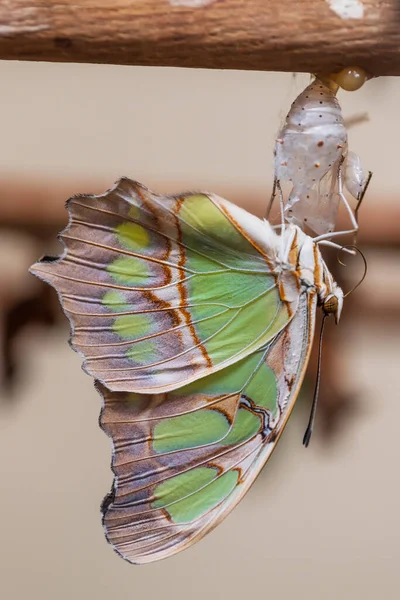 蝴蝶在蝴蝶孵化场里孵出的色彩艳丽的大蝴蝶 — 图库照片