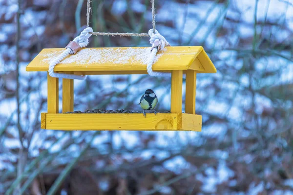 Bird Feeder Sunflower Hanging Tree Branch Tit Feeder — Stockfoto