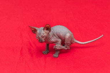 Sphynx kedisi - iki aylık küçük bir kedi yavrusu. Kılsız kedi cins