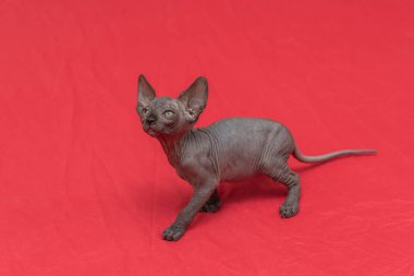 Sphynx kedisi - iki aylık küçük bir kedi yavrusu. Kılsız kedi cins