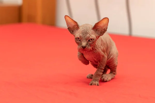 Sphynx Cat Small Two Month Old Kitten Hairless Cat Breed — Stock Photo, Image