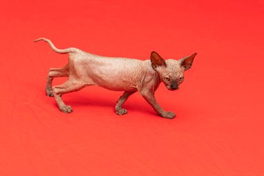 Sphynx kedisi - iki aylık küçük bir kedi yavrusu. Kılsız kedi cins
