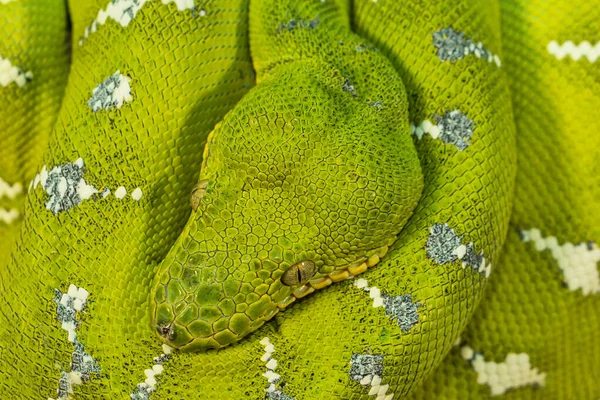 Corallus Caninus Зеленая Змея Свернутая Шар — стоковое фото