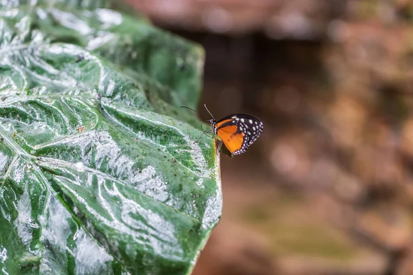 Большая Красочная Бабочка Сидит Зеленом Растении — стоковое фото
