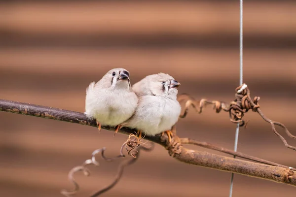 Petit Oiseau Assis Sur Une Brindille Dans Volière — Photo