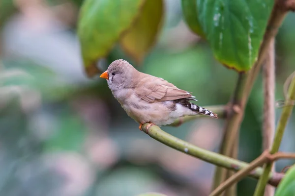 Passarinho Sentado Galho Verde Natureza — Fotografia de Stock