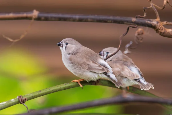 自然の中で緑の小枝に座っている小さな鳥 — ストック写真