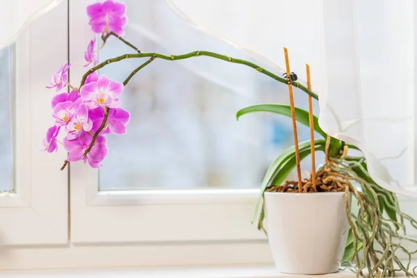 Indoor Roze Bloem Orchidee Een Pot Vensterbank Bij Het Raam — Stockfoto