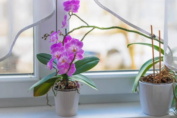 Indoor Roze Bloem Orchidee Een Pot Vensterbank Bij Het Raam — Stockfoto