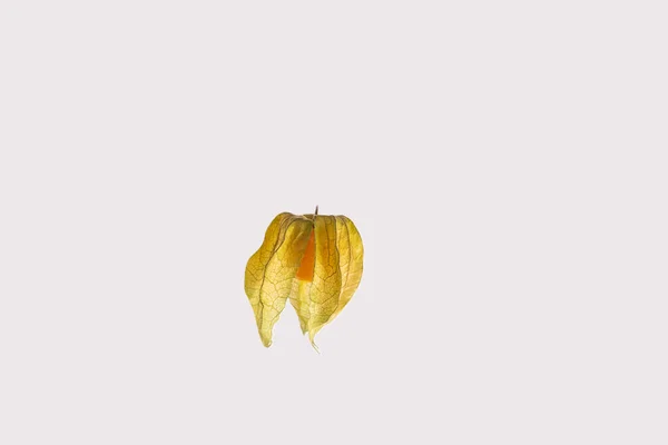 Physalis Peruvian Cinquefoil Beneficial Crop South America Photographed White Background — Stock Photo, Image