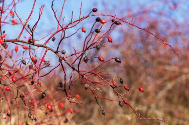 Üzerinde kuru meyveler olan gül ağacı çalısı. Dallarda keskin dikenler var..