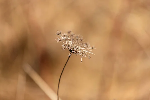 牧草地で乾いた草の花 背景がいいですねボケ — ストック写真
