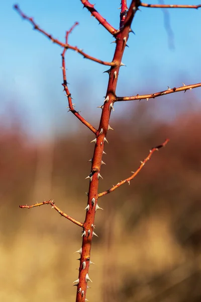 Rosehip Bush Which Dry Fruits Sharp Thorns Branches — Stock Photo, Image