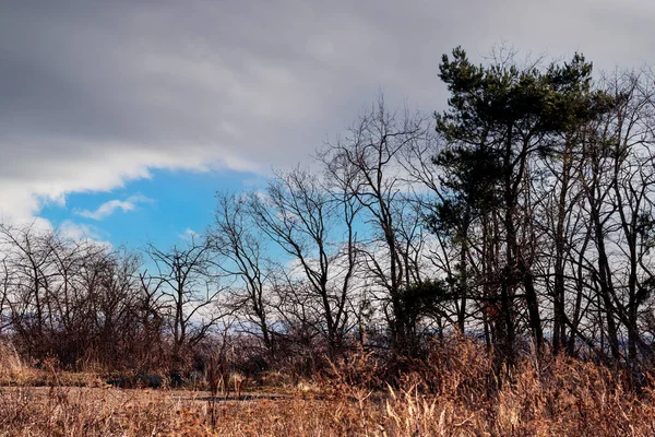 Весняна Брудна Дорога Навколо Дороги Суха Трава Небі Драматичні Хмари — стокове фото