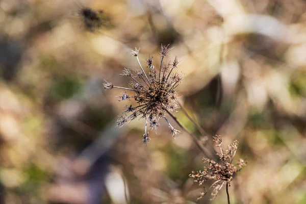 Herbe Sèche Fleur Dans Prairie Fond Est Beau Bokeh — Photo