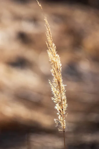 Dry Grass Flower Meadow Background Nice Bokeh — Stock Photo, Image