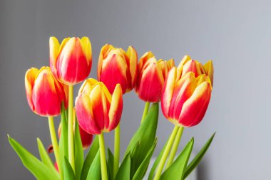 Vazoda bahar çiçeği. Beyaz arka planda yeşil saplı kırmızı-sarı laleler..