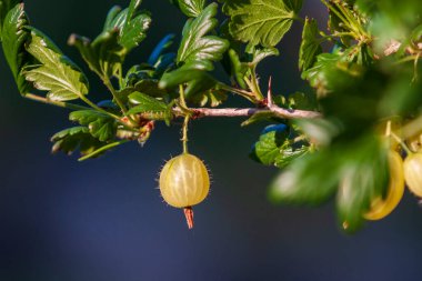 Kürk - Bektaşi üzümü - Ribes uva-crispa - çalılıklarda meyveler güzel bokeh ile.