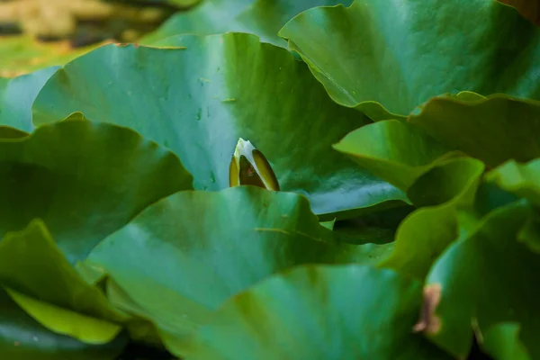 緑色の葉の間の水に白い睡蓮の花の蕾 — ストック写真