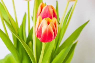 Beyaz arka planda sarı-kırmızı laleler..