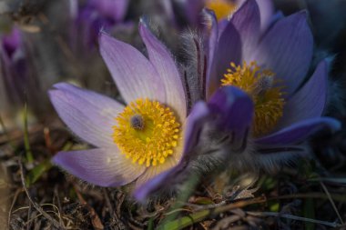 Bahar tarlasında paska çiçekleri. Fotoğraf: Pulsatilla grandis ve güzel bokeh..