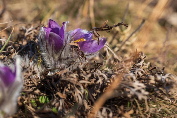 Pasque Blumen Auf Dem Frühlingsfeld Foto Pulsatilla Grandis Mit Schönem — Stockfoto