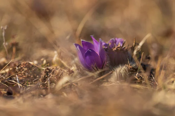 Flores Pascuales Campo Primavera Foto Pulsatilla Grandis Con Buen Bokeh — Foto de Stock