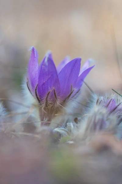 Flores Pascuales Campo Primavera Foto Pulsatilla Grandis Con Buen Bokeh — Foto de Stock