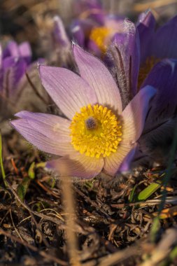 Bahar tarlasında paska çiçekleri. Fotoğraf: Pulsatilla grandis ve güzel bokeh..