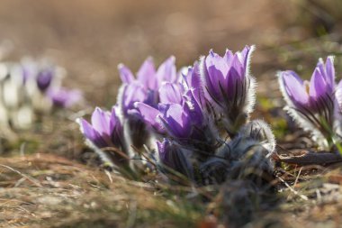 Bahar tarlasında paska çiçekleri. Fotoğraf: Pulsatilla grandis ve güzel bokeh..