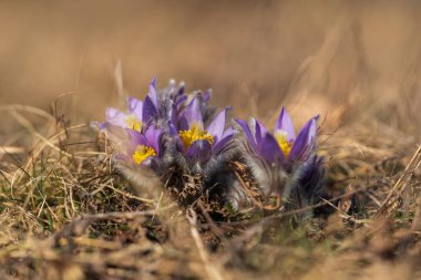 Bahar tarlasında paska çiçekleri. Fotoğraf: Pulsatilla grandis ve güzel bokeh..