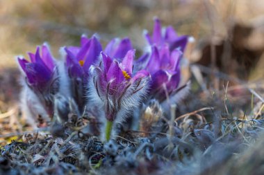 Bahar tarlasında paska çiçekleri. Fotoğraf: Pulsatilla grandis ve güzel bokeh..