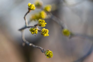 Bahar bitkisi Tomurcuklanan yeşil tomurcuk dal üzerinde.