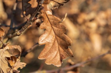 Batan güneşin altında kahverengi kuru yaprak..