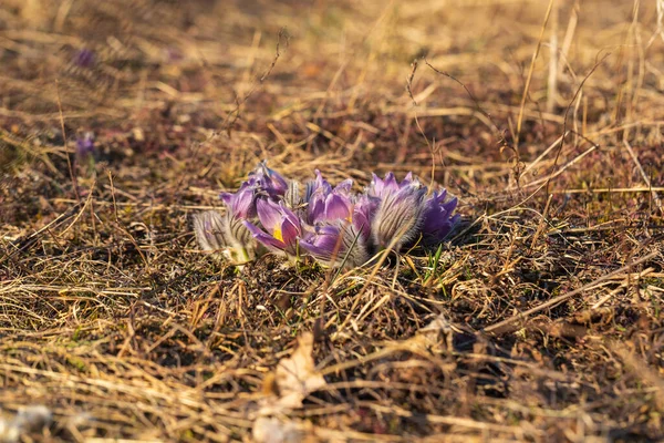春の畑に咲く花々 写真パルサッラグランディスで素敵なボケ — ストック写真