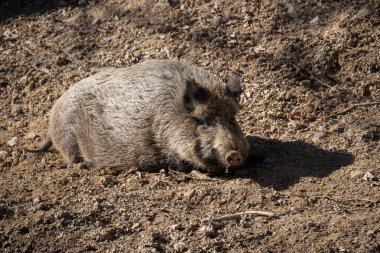 Yaban domuzu - Sus scrofa - ormanda ve doğal ortamında. Vahşi doğanın fotoğrafı..