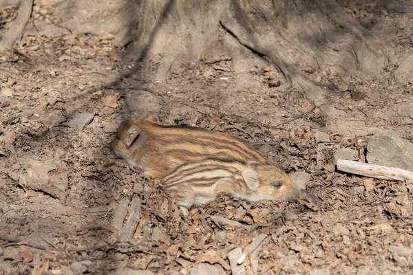 野生野猪 Sus Scrofa 在森林和它的自然栖息地 野生生物照片 — 图库照片