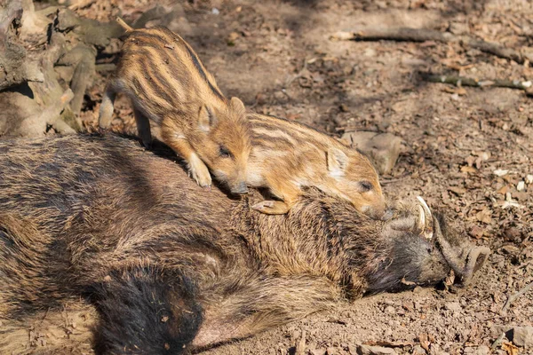 野生野猪 Sus Scrofa 在森林和它的自然栖息地 野生生物照片 — 图库照片