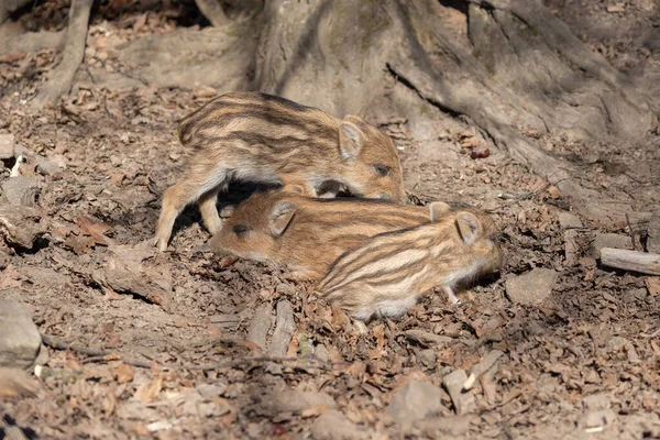 Cinghiale Sus Scrofa Nella Foresta Dal Suo Habitat Naturale Foto — Foto Stock