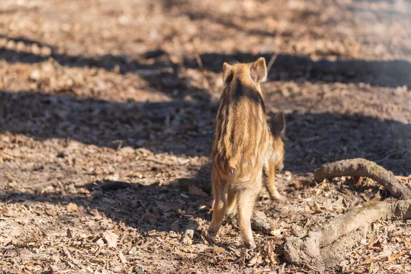 Cinghiale Sus Scrofa Nella Foresta Dal Suo Habitat Naturale Foto — Foto Stock