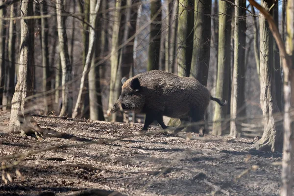 Yaban domuzu - Sus scrofa - ormanda ve doğal ortamında. Vahşi doğanın fotoğrafı..