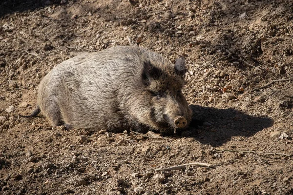 Wildschweine Sus Scrofa Wald Und Der Ihrem Natürlichen Lebensraum Foto — Stockfoto