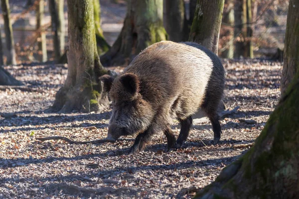 Wild Boar Sus Scrofa Forest Its Natural Habitat Photo Wild — Stock Photo, Image