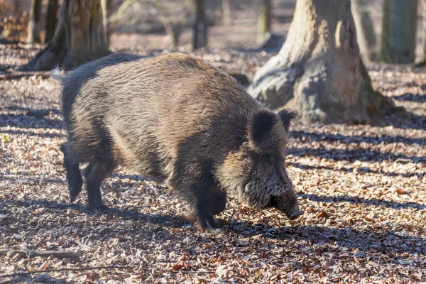 Wildschweine Sus Scrofa Wald Und Der Ihrem Natürlichen Lebensraum Foto — Stockfoto