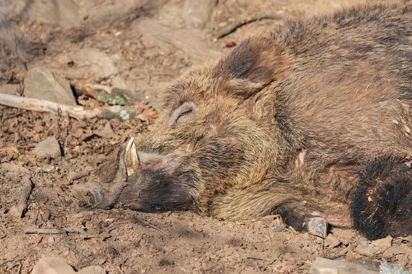 Wildschweine Sus Scrofa Wald Und Der Ihrem Natürlichen Lebensraum Foto — Stockfoto
