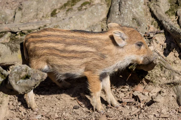 Wildschweine Sus Scrofa Wald Und Der Ihrem Natürlichen Lebensraum Foto — Stockfoto